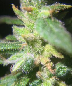 Happy Hydro - LED Loupe - 30x & 60x Magnifying Lens - Includes Batteries & Carrying Case 1 White 24 719yVWvAElL