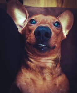 PetSafe Elite Little Dog Spray Bark Collar for Small Dogs from 8 lbs to 55 lbs - Smallest Collar Option - Citronella Spray - No Barking Control Device - PBC00-11283 adjustable 29 719ywprhEfL