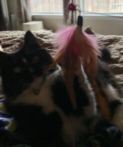 Fashion's Talk Cat Toys Variety Pack for Kitty 20 Pieces 42 719zxqimUL