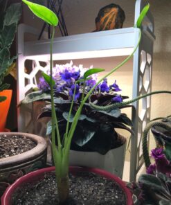 Alocasia 'Tiny Dancers' 9 71A 7N1FvXL