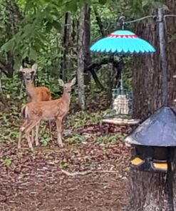 Moultrie Feed Station, Choose Model Feed Station II 26 71A0w1RcQL