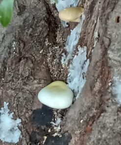 100 Shiitake 100 Mushroom Plug Spawn Edible Mycelium Plugs 38 71A20Ey213L