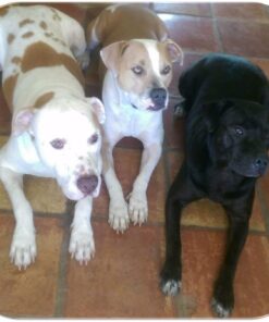 Amazing Turmeric for Dogs Curcumin Pet Antioxidant, Eliminates Joint Pain Inflammation, 120 Chews 25 71A525IUoL