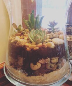 Succulent Assorted Pack- Perfect for Weddings, Party Favors, Home Gardens, and Social Events by Jiimz (15 Pack) 59 71A7E3ZVAvL