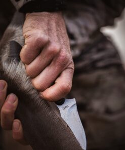 Old Timer 152OT Sharpfinger 7.1in S.S. Full Tang Knife with 3.3in Clip Point Skinner Fixed Blade, Black Sawcut Handle, and Leather Belt Sheath for Hunting, Camping, Skinning, EDC, and Outdoors 43 71A7LuiAjaL