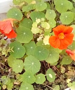 Seed Needs, 350+ Nasturtium Seeds for Planting - Jewel Mixture (Tropaeolum nanum) Non-GMO, Easy to Grow Mix, Attracts Pollinators - Bulk Bulk Pack (350 Seeds) 43 71A7XeS5DnL