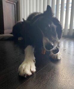 PEDIGREE DENTASTIX Large Dog Dental Treats Original Flavor Dental Bones, 2.08 lb. Value Pack (40 Treats)(Packaging May Vary) Chicken 40 Count (Pack of 1) 39 71A9fK4VCCL