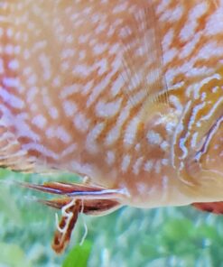 API General Cure Freshwater and Saltwater Fish Powder Medication 10-Count Box 1 18 71AC7RfziL