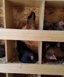 Cozy Products CL Cozy Safe Chicken Coop Heater 200 Watts Safer Than Brooder Lamps, One Size, Black 29 71ADQGDKUQL