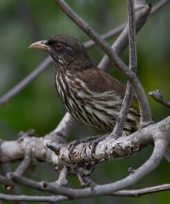 Tamron SP 150-600mm F/5-6.3 Di VC USD G2 for Nikon Digital SLR Cameras 77 71ADWwVKPUL