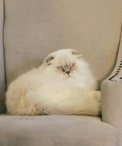 Van Ness Pets Drawstring Cat Litter Box Liners, Unscented, Large Size, 36” x 18”, 20 Count 13 71AH6LS53qL