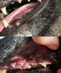 Vet’s Best Enzymatic Dog Toothpaste | Teeth Cleaning and Fresh Breath Dental Care Gel | Vet Formulated | 3.5 Ounces 1 Count 49 71AHiZeFz1L