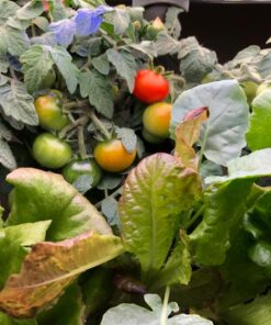 AeroGarden Classic 6 with Gourmet Herb Seed Pod Kit 44 71AK1W1rPVL