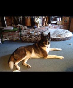 Checkups- Dental Dog Treats, 24ct 48 oz. for Dogs 20+ pounds Medium (Pack of 1) 20 71AM09TaIoL