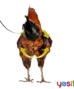 Yesito Chicken Harness Hen Size with 6-Foot Matching Belt, Comfortable, Breathable, Small Size, Suitable for Chicken, Duck or Goose Suitable for Weight About 2.3-3.8Pounds, Green (Months, Pink) Medium 11 71AM6ngI15L