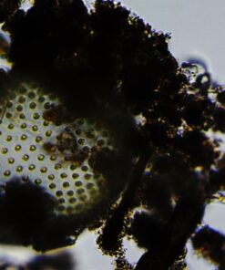 Celestron – PentaView LCD Digital Microscope– Biological Microscope with a Built-in 5MP Digital Camera – Adjustable Mechanical Stage –Carrying Case and 4GB Micro SD Card 44348 (PentaView) 16 71ANBmxlbCL