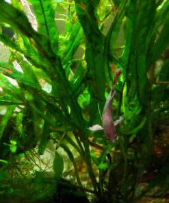 Seachem Flourish Excel 500 ml 47 71AOpyDorsL