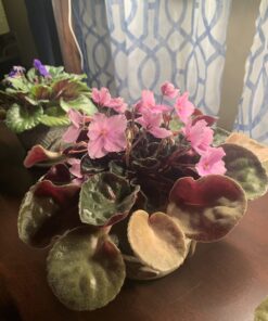 Maxicrop Liquid Seaweed (Kelp Extract, 32 Oz 21 71APQrKKk2L