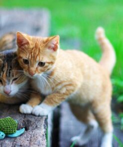 Alternative view of KONG Refillables Turtle Cuddle Toy North American Premium Catnip green