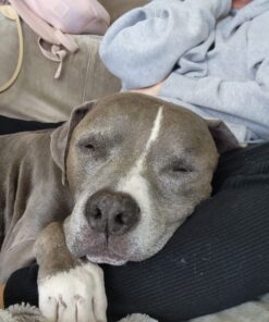 The Honest Kitchen Human Grade Dehydrated Grain Free Dog Food – Complete Meal or Dog Food Topper – Chicken 10 lb (makes 40 lbs) 10 Pound (Pack of 1) 38 71AQoly1rSL