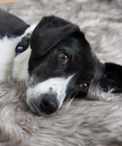 Sony 55mm F1.8 Sonnar T FE ZA Full Frame Prime Lens - Fixed Base 46 71ARZUNUjmL