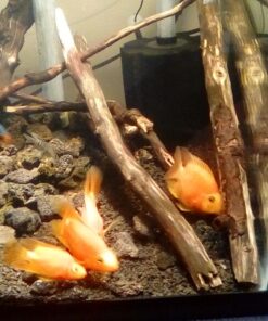 Hikari Bacto-Surge High Density Foam Filter, Large 31 71ASyuUeMlL