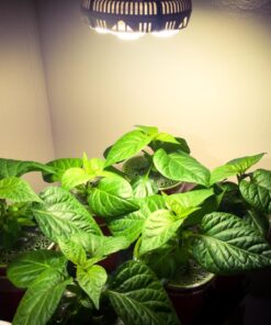 Xtreme Gardening HGC721205 Mykos Pure Mycorrhizal Inoculant Organic Root Enhancer, 2.2 lbs, Black 2.2 lbs. 35 71AUdKmcLL