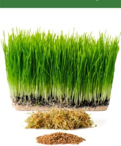 Hard Red Winter Wheat Berries | 5 LBS | Family Farmed in Washington State | Non-GMO Project Verified | 100% Non-Irradiated | Certified Kosher Parve | Field Traced | Burlap Bag 5 Pound (Pack of 1) 32 71AVcLySJtL