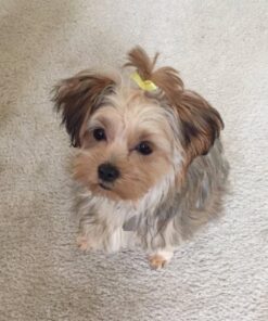 Alpha Paw - Odor Eliminating Pee Pads for Dogs, Extra Thick Disposable Leak-Proof Dog Pads, Quick-Dry, Non-Slip Backing, With Pheromones To Attract Your Dog Standard (22"x 23") 32 71AWp5wZPtL