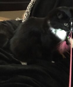 Fashion's Talk Cat Toys Variety Pack for Kitty 20 Pieces 43 71AYl4DAUDL