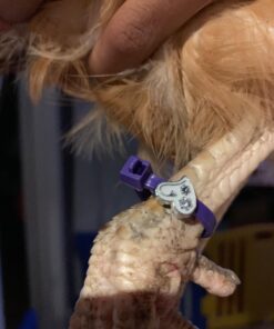 20 Chicken Charm Poultry Leg Bands - Includes Americas Favorite Super Hero's 32 71AYqfBqbKL