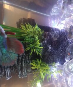 Tetra LED Betta Tank Kit 1 Gallon, Trapezoid aquarium With Base Lighting (24050) 31 71Acm64 ZRL