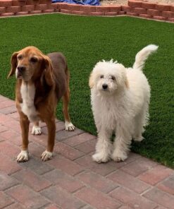 Dingo P-25002 Mini Bones, Rawhide For Small/Toy Dogs,White, 35-Count, Chicken, 0.8 pounds 12 71ActTcQEoL