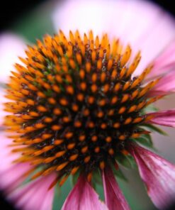 Altura Photo 58MM 0.35x Fisheye Canon Wide Angle Lens (w/Macro Portion) for DSLR Cameras EOS Rebel 70D 77D 80D 90D T8i T7 T7i T6i T6s T6 T5i T5 T4i T3i T100 SL1 SL2 SL3 - Canon Mount 38 71AdaF50LIL