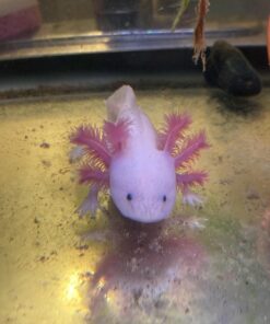 AC Infinity MULTIFAN S5, Quiet Dual 80mm USB Fan, UL-Certified for Receiver DVR Playstation Xbox Computer Cabinet Cooling 39 71AeJNAYML