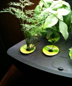 AeroGarden Classic 6 with Gourmet Herb Seed Pod Kit 50 71AhqQaduzL