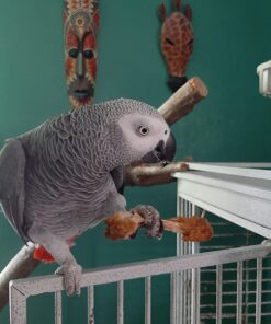 LAFEBER'S Sunny Orchard Nutri-Berries Pet Bird Food, Made with Non-GMO and Human-Grade Ingredients, for Parrots, 3 lb 3 Pound (Pack of 1) 23 71AidHrqPcL