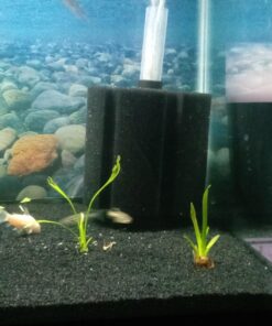 Aponogeton Ulvaceus Bulb - Aquarium Plant for Aquariums with temperatures Under 72F 52 71AjUYKuruL