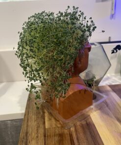Chia Pet Bernie Sanders with Seed Pack, Decorative Pottery Planter, Easy to Do and Fun to Grow, Novelty Gift, Perfect for Any Occasion 9 71AkYhbvjRL