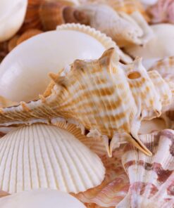 Alternative view of Sea Shells Mixed Beach Seashells - Various Sizes up to 2" Shells -Bag of Approx. 50 Seashells Seashells1