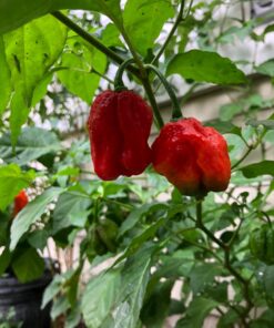 Moruga Scorpion Pepper - Grow Your Own Hottest Pepper in the World! - 2,000,000SHU 3oz/85gr 31 71Ar9inigL 1