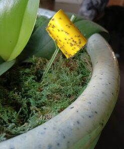 Safer Brand 5026 Houseplant Sticky Stake Insect Traps for Indoor Plants - Controls Fungus Gnats, Whiteflies, Midges, Thrips, Fruit Flies, and Black Flies - 1 Pack, 7 Traps 37 71AskfdGF0L