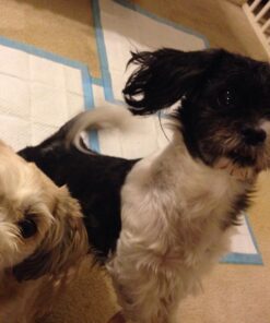 Four Paws Wee-Wee Superior Performance Pee Pads for Dogs - Dog & Puppy Pads for Potty Training - Dog Housebreaking & Puppy Supplies - 22" x 23" (150 Count),White 150 29 71Asq LKeHL