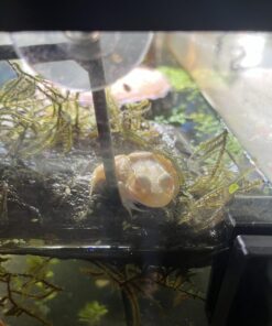 Aqueon Aquarium Algae Cleaning Magnets Glass/Acrylic, Small, Black 28 71AuRCs26XL