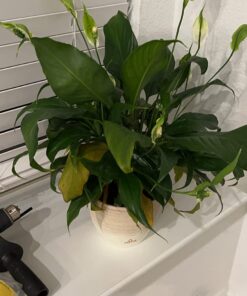 Miracle-Gro Pour & Feed Plant Food, Fertilizer Instantly Feeds Live Plants, For Outdoor & Indoor Plants in Containers, 32 oz. 22 71AuyIudHQL