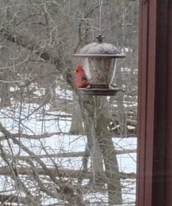 Perky-Pet 305 Holly Berry Gilded Chalet Wild Bird Feeder Gold 37 71Av6nLRdL