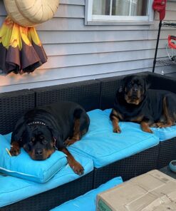 Shark AV2501S AI Ultra Robot Vacuum, with Matrix Clean, Home Mapping, 30-Day Capacity HEPA Bagless Self Empty Base, Perfect for Pet Hair, Wifi, Dark Grey 30 Day Capacity 39 71AvWH7fBNL