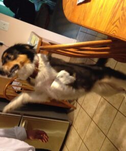 Best Bully Sticks 12 Inch Joint Jerky Gullet Dog Treats (12 Pack) - All-Natural Beef Dog Treats 12 Inch (12 Pack) 15 71Ay9zrF0FL