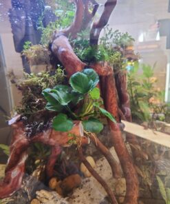 Anubias Barteri Coin Leaves Live Aquarium Plants Freshwater Rhizome 3 Days Live Guaranteed by Mainam 24 71AyoaZKrFL