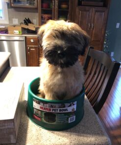 Farm Innovators P-60 1.5 Gallon 60 Watt Electric Powered Heated Pet Water Bowl with Thermostatic Control and Anti Chew Cord, Green Single 26 71B XSlv7dL